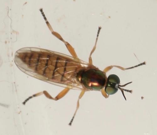 Chorisops tunisiae